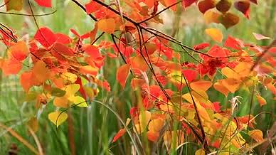 实拍8k红色的秋叶视频的预览图